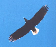 (Bald eagle)