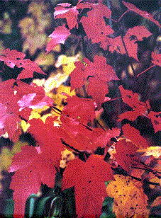 (Maple leaves in Fall)