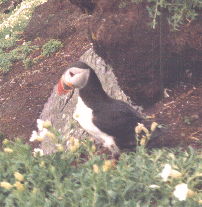 Atlantic puffin