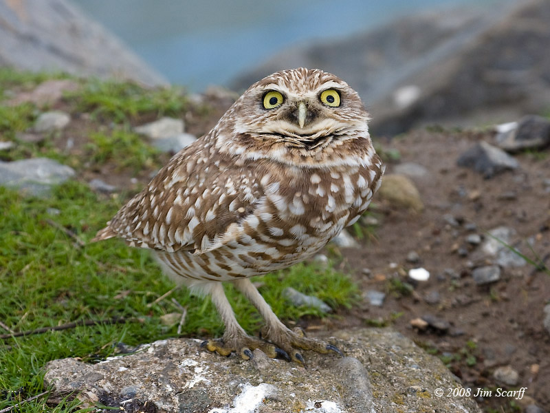 Burrowing Owl