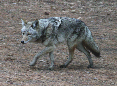 (Coyote)