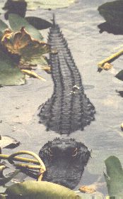 Aligator on goat launching ramp