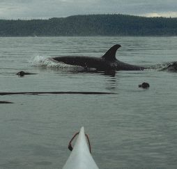 kayak and orca photo