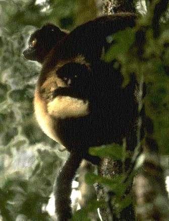 bush baby lemur. Milne-Edwards sifaka and aby