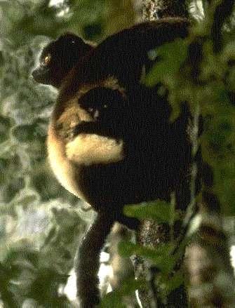 Milne-Edwards sifaka and baby (32k jpg)