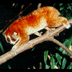 (pygmy loris)