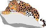 (pictures of jaguar)