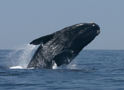 (Southern right whale breaching, South Africa)