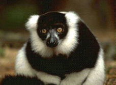 (Black and white lemur)