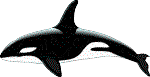 Orca image