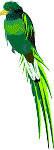 Quetzal drawing