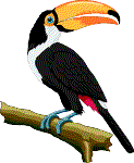 keel-billed toucan drawing