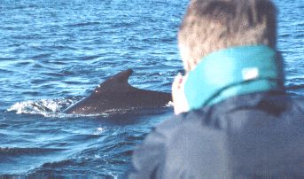 (pilot whale)
