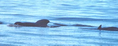 (Pilot whales)